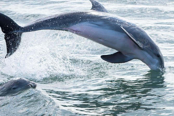 Red Boat Tours - Dolphin Odyssey and Sightseeing Tour - Key things to know before you go