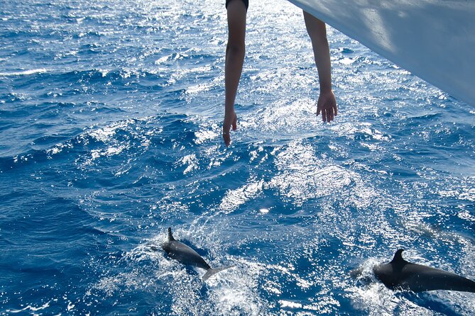 Red Sea Wonders Dolphin House Snorkeling Cruise & Lunch_ Hurghada - Key Highlights Worth Knowing