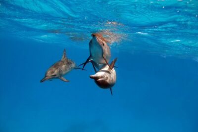 Red Sea Wonders Dolphin House Snorkeling Cruise & Lunch_ Hurghada - Price and Logistics: What $13.96 Buys (and What Might Cost Extra)