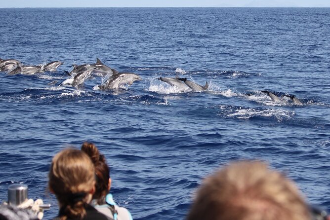 Responsible Whales and/or Dolphins Watching Tour - How the 2-hour speedboat outing works at sea