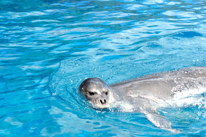 Responsible Whales and/or Dolphins Watching Tour - Responsible wildlife watching: what respectful means here