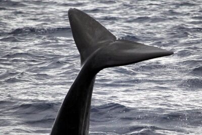 Responsible Whales and/or Dolphins Watching Tour - What you might spot: whales, dolphins, and the “99%” reality check