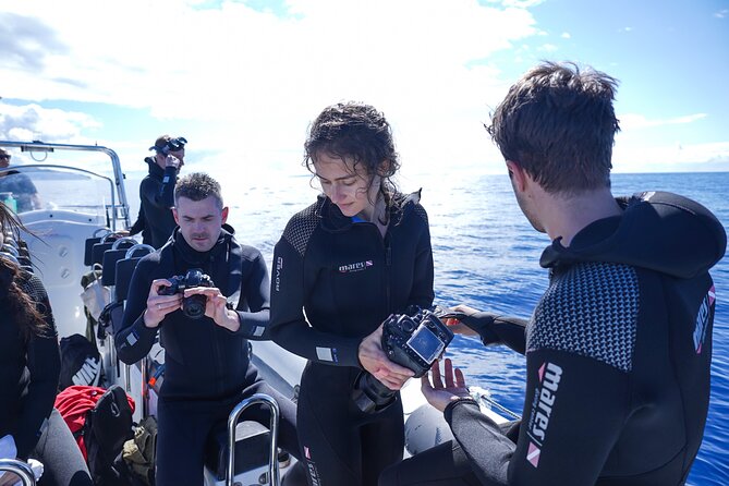 Responsible Whales and/or Dolphins Watching Tour - The skipper and biologist combo: the human advantage