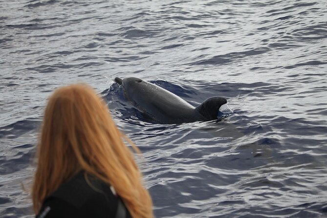 Responsible Whales and/or Dolphins Watching Tour - Boat comfort, wind, and motion: a reality check