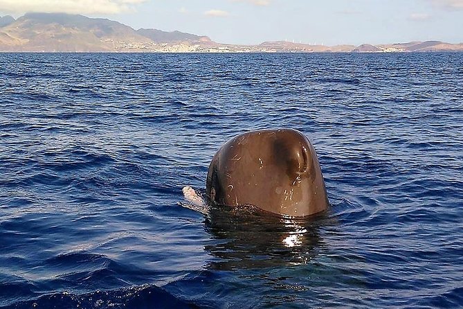 Responsible Whales and/or Dolphins Watching Tour - Price and logistics: whether this is good value