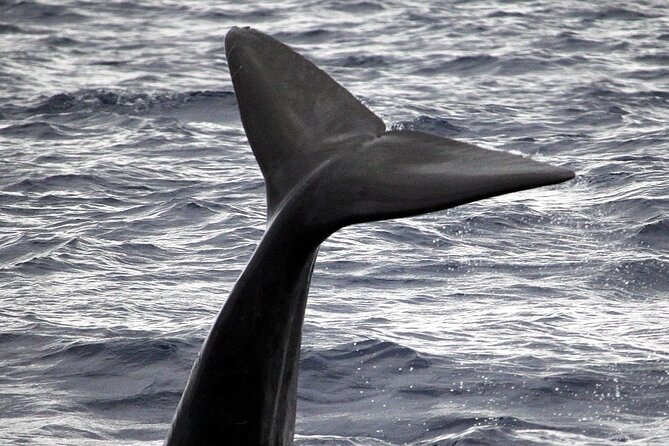 Responsible Whales and/or Dolphins Watching Tour - What you might spot: whales, dolphins, and the “99%” reality check