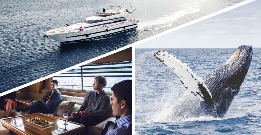 Reykjavik: Whale Watching and Dolphin Watching Yacht Cruise - Key things to know before you go