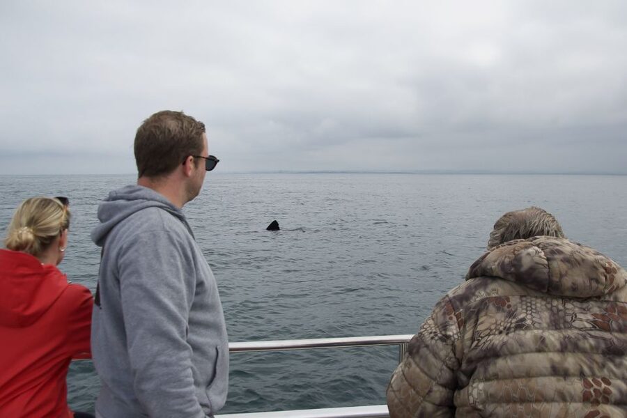 Reykjavik: Whale Watching and Dolphin Watching Yacht Cruise - Should you book this Reykjavik whale and dolphin yacht cruise?