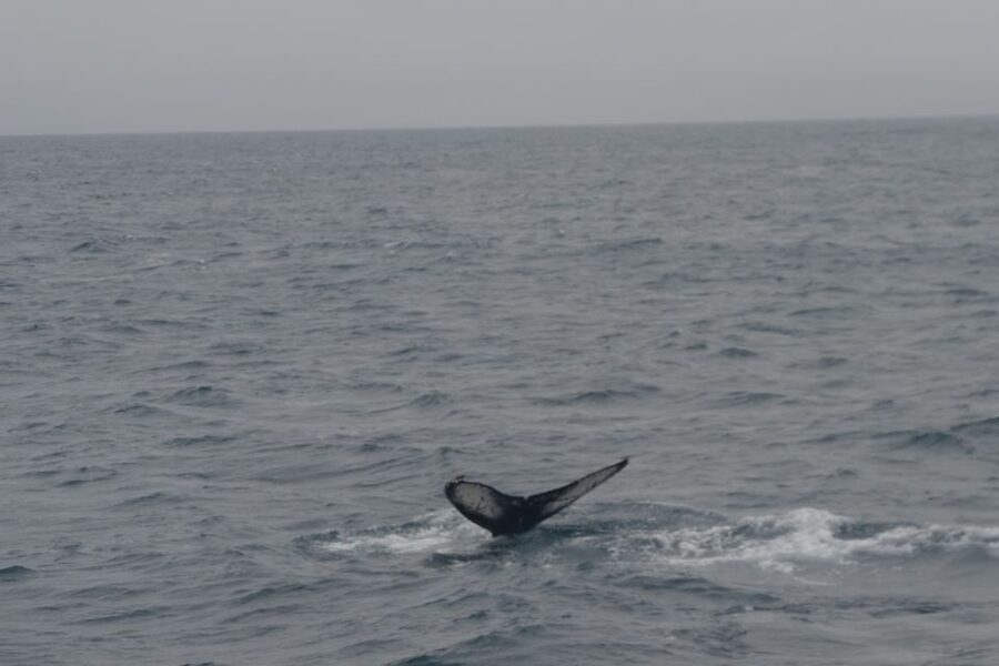 Reykjavik: Whale Watching and Dolphin Watching Yacht Cruise - Wildlife spotting odds: humpbacks, dolphins, seals, and puffins
