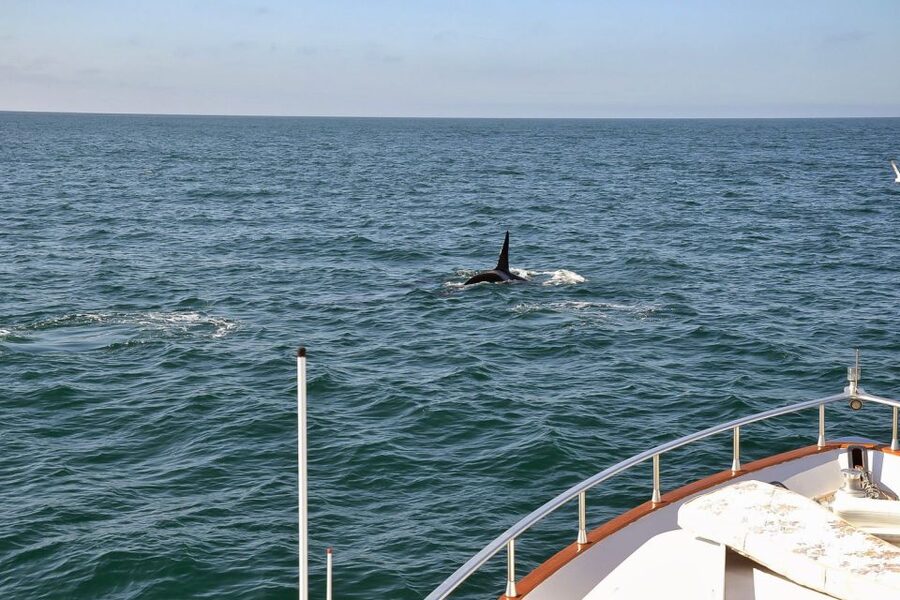 Reykjavik: Whale Watching and Dolphin Watching Yacht Cruise - The guide on board: how spotting cues and whale etiquette change everything