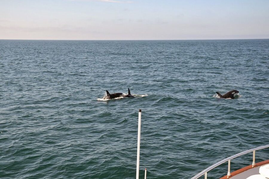 Reykjavik: Whale Watching and Dolphin Watching Yacht Cruise - Deck time in Iceland weather: what to wear so you enjoy it