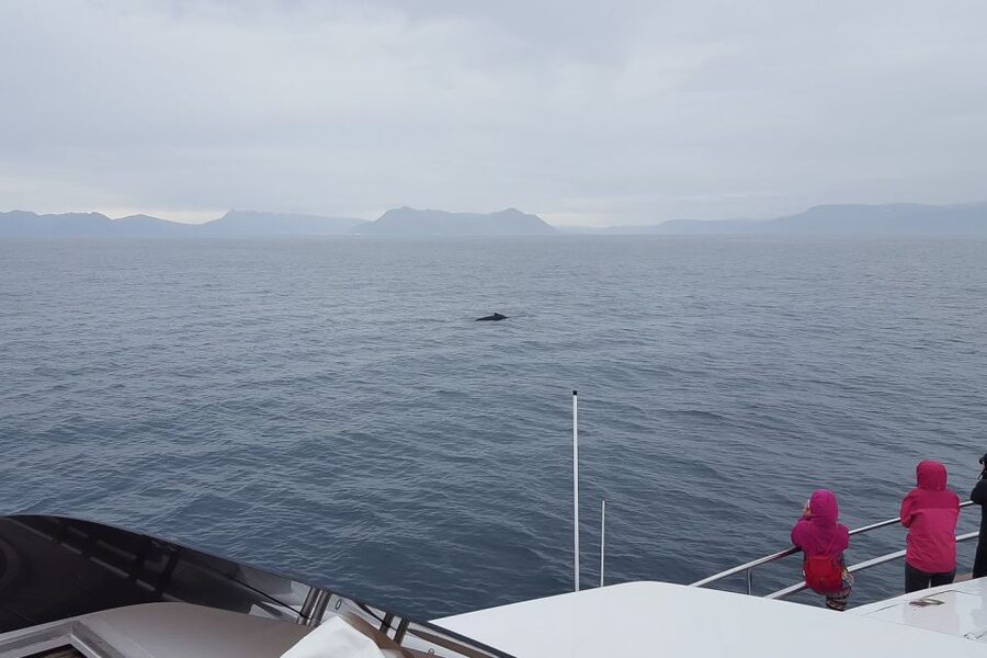 Reykjavik: Whale Watching and Dolphin Watching Yacht Cruise - Price and value: is $106 fair for 3 hours on a yacht?