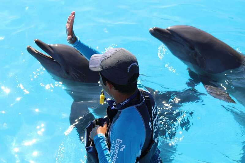 Riviera Maya: Dolphin Encounter with Beach Club Access - FAQ