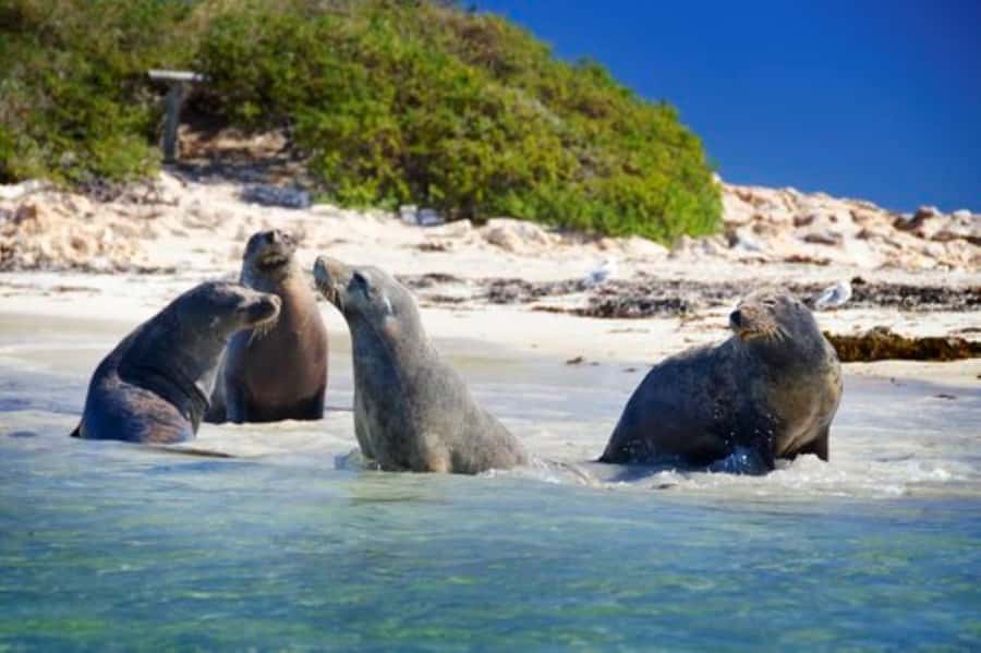 Rockingham: Shoalwater Islands, Dolphins, and Sea Lions Tour - Rockingham’s Shoalwater Islands Cruise: Quick, Scenic, and Built for Wildlife