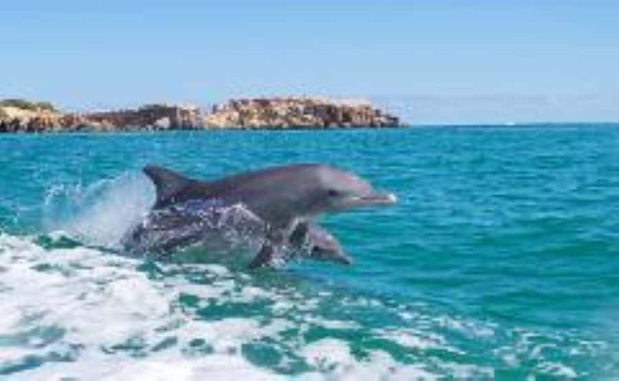 Rockingham: Shoalwater Islands, Dolphins, and Sea Lions Tour - Getting There and Getting Started at Penguin Island Visitors Centre