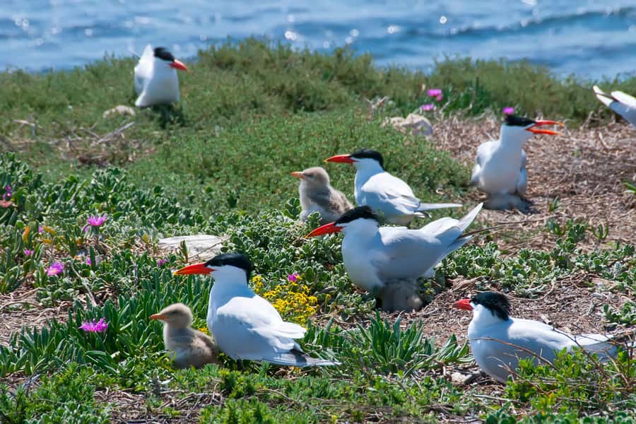 Rockingham: Shoalwater Islands, Dolphins, and Sea Lions Tour - Penguin, Seal, and Bird Islands: How Each Stop Changes the Mood