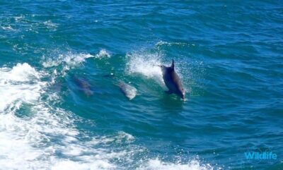 Rockingham: Shoalwater Islands, Dolphins, and Sea Lions Tour - The 1-Hour Glass-Bottom Boat Cruise: What You’re Really Paying For