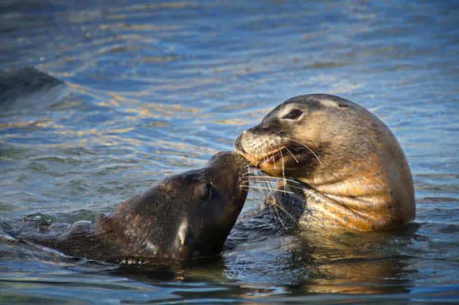 Rockingham: Shoalwater Islands, Dolphins, and Sea Lions Tour - Who This Tour Fits Best (and Who Might Want a Different Style)