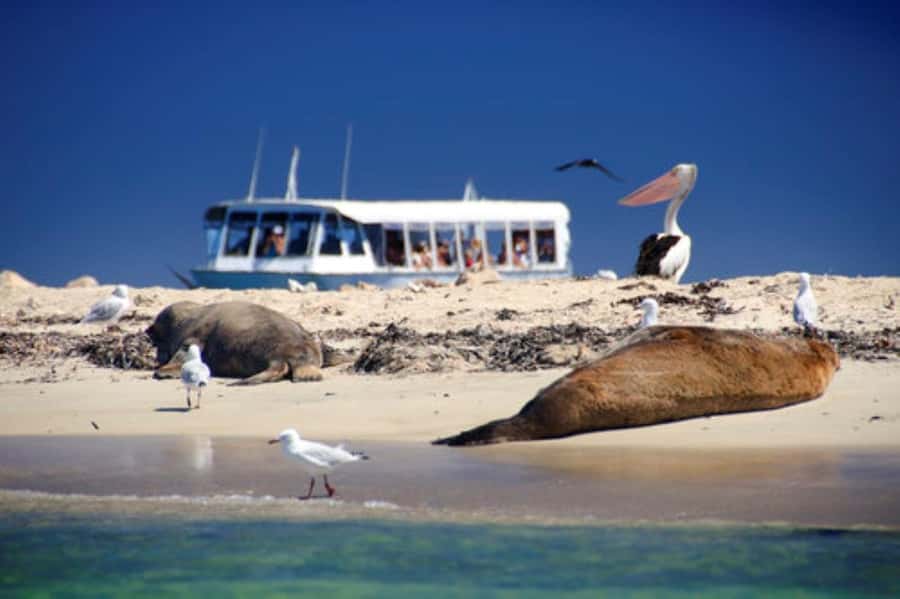 Rockingham: Shoalwater Islands, Dolphins, and Sea Lions Tour - Practical Tips to Improve Your Odds