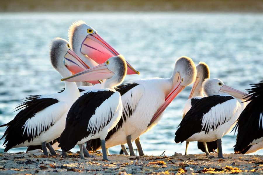 Rockingham: Shoalwater Islands, Dolphins, and Sea Lions Tour - What Rules Matter Most on a Wildlife Cruise