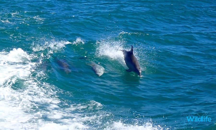 Rockingham: Shoalwater Islands, Dolphins, and Sea Lions Tour - The 1-Hour Glass-Bottom Boat Cruise: What You’re Really Paying For