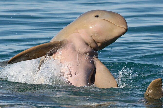 Roebuck Bay Sunset & Snubfin Dolphin Cruise - Why a 3:00 pm Roebuck Bay sunset cruise is a smart Broome plan