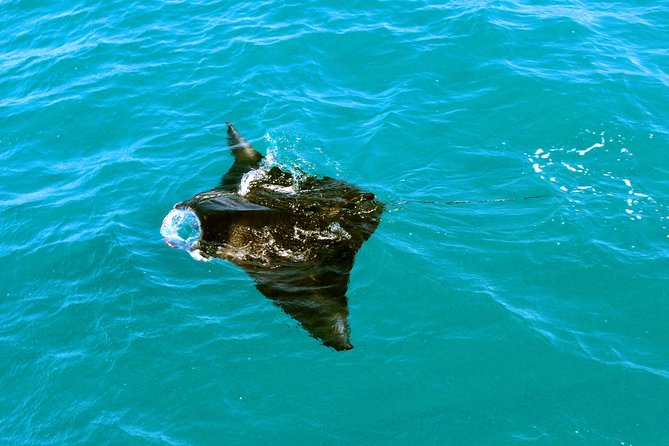 Roebuck Bay Sunset & Snubfin Dolphin Cruise - Group size and atmosphere: why this feels more relaxed than a big outing