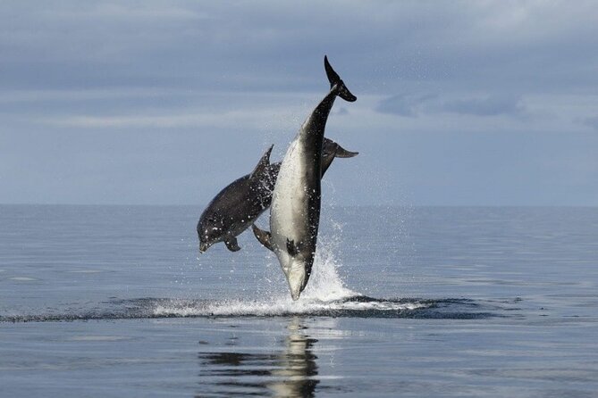 Romantic Boat Trip with Dolphin Watching - Why this Poreč dolphin cruise feels romantic (even without a guarantee)