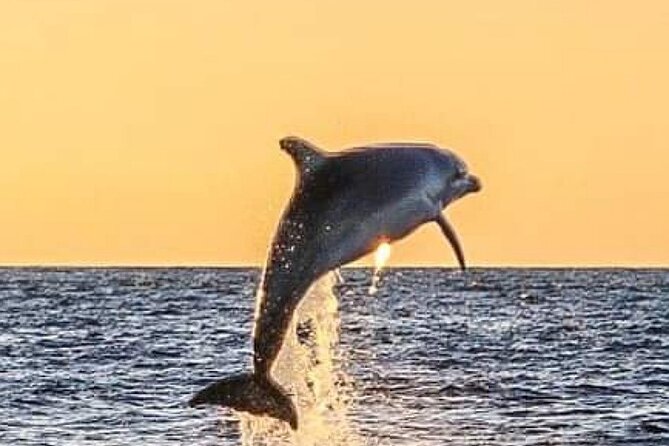 Romantic Boat Trip with Dolphin Watching - The 2-hour plan: late departure, open sea scanning, and a coast-view payoff
