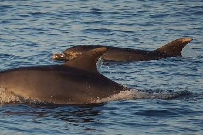 Romantic Boat Trip with Dolphin Watching - Price and value: what $35.80 buys you in real terms