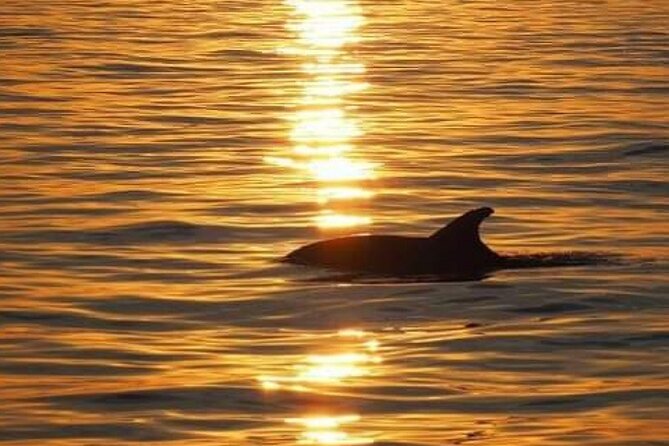 Romantic Boat Trip with Dolphin Watching - Who this tour suits best (and who should pick something else)