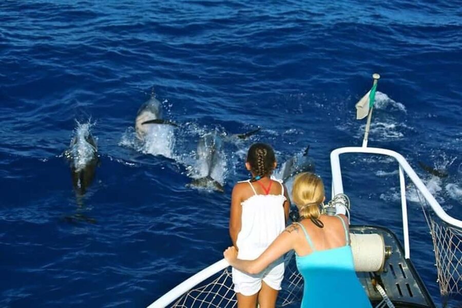 Roseau: Guided Dolphin and Whale Watching Tour With Drinks - Dominica’s Sperm Whale Sanctuary: what makes this more than a boat trip