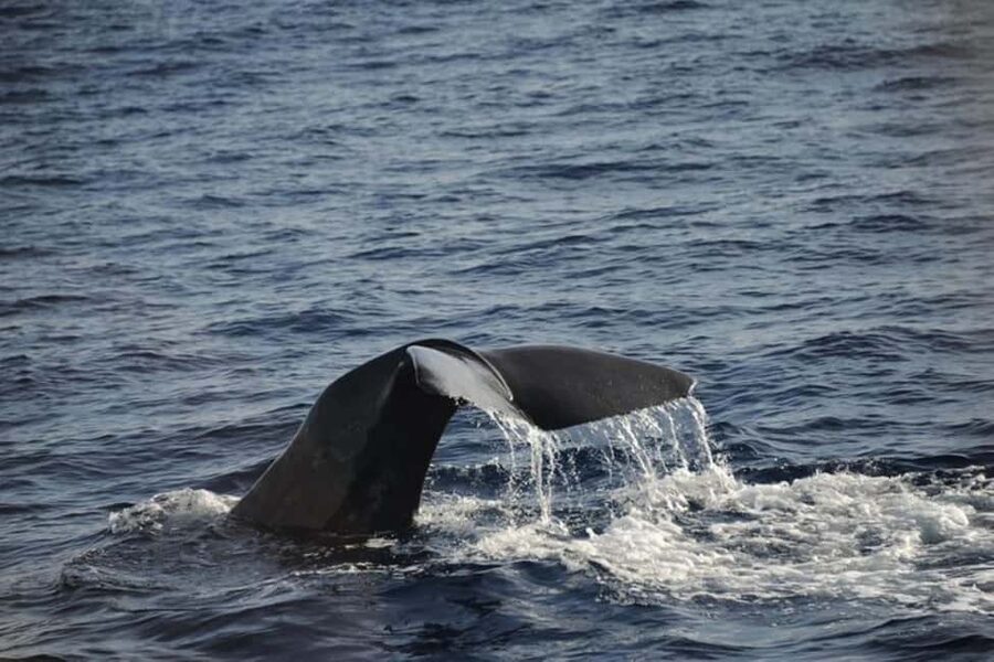 Roseau: Guided Dolphin and Whale Watching Tour With Drinks - How the captain and marine naturalist search for whales and dolphins