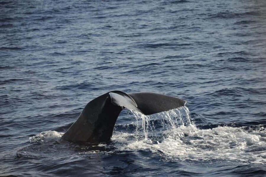 Roseau: Guided Dolphin and Whale Watching Tour With Drinks - Drinks on board: small but useful for a 3-hour wildlife sprint