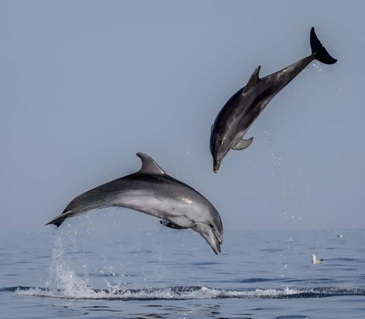 Rovinj: Dolphin Watching Sunset Speedboat Tour with Drinks - Key things I’d book this for
