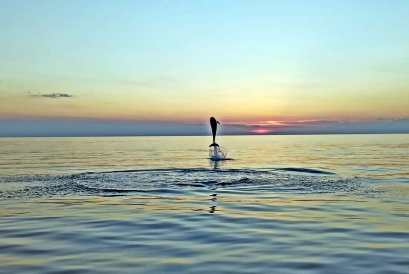 Rovinj: Dolphin Watching Sunset Speedboat Tour with Drinks - Value check: is this worth $74?
