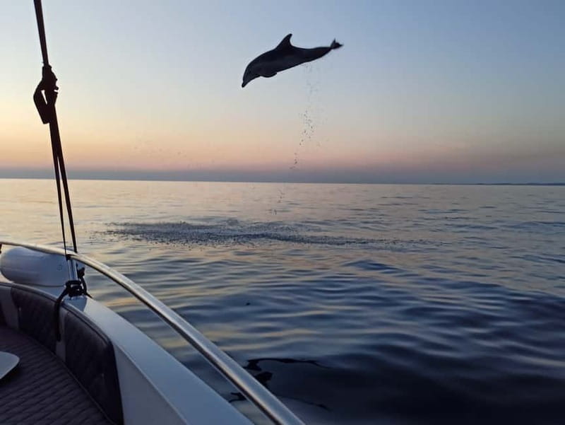 Rovinj: Dolphin Watching Sunset Speedboat Tour with Drinks - Where you’ll sit, what you’ll feel, and what to bring