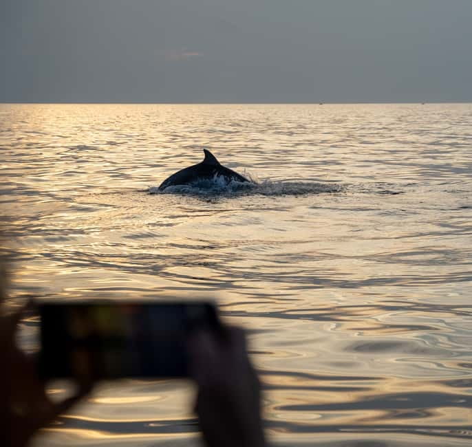 Rovinj: Dolphin Watching Sunset Speedboat Tour with Drinks - My call: should you book this Rovinj dolphin sunset tour?