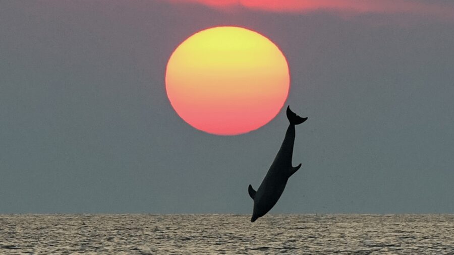 Rovinj: Family Friendly Dolphin Watching Tour - What happens on the water: from Rovinj’s marina to dolphin areas
