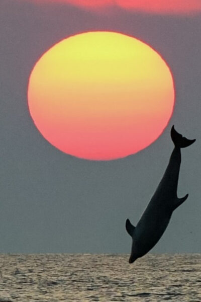 Rovinj: Family Friendly Dolphin Watching Tour - Choosing your pickup point: where you’ll board in Rovinj