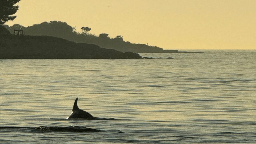 Rovinj: Family Friendly Dolphin Watching Tour - The guide-led part that makes it more than a drive-by sighting