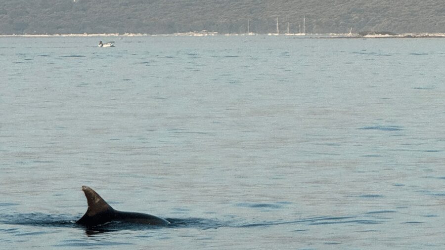 Rovinj: Family Friendly Dolphin Watching Tour - Sunset views that work for families and photographers