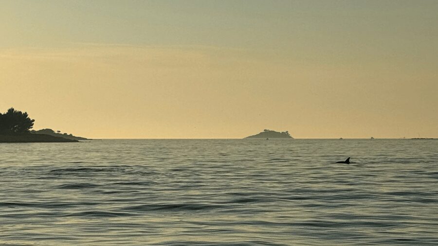 Rovinj: Family Friendly Dolphin Watching Tour - Who this dolphin tour suits best (and who might want a different plan)
