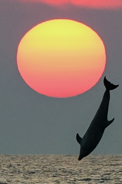Rovinj: Family Friendly Dolphin Watching Tour - Choosing your pickup point: where you’ll board in Rovinj