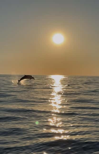 Rovinj: Shared Dolphin and Sunset Tour with Drinks - Key things to know before you go