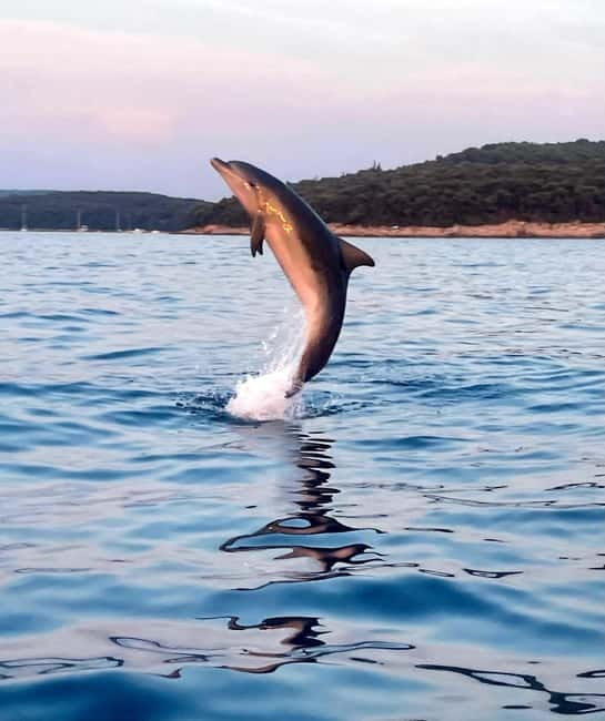 Rovinj: Shared Dolphin and Sunset Tour with Drinks - Rovinj’s evening combo: dolphins first, then sunset