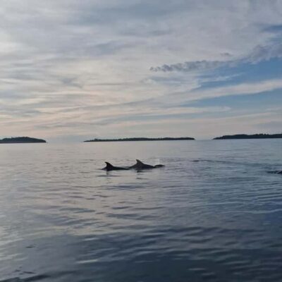 Rovinj: Shared Dolphin and Sunset Tour with Drinks - The money question: is $57 good value?