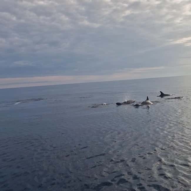 Rovinj: Shared Dolphin and Sunset Tour with Drinks - The timeline: what happens from 19:30 to 20:45