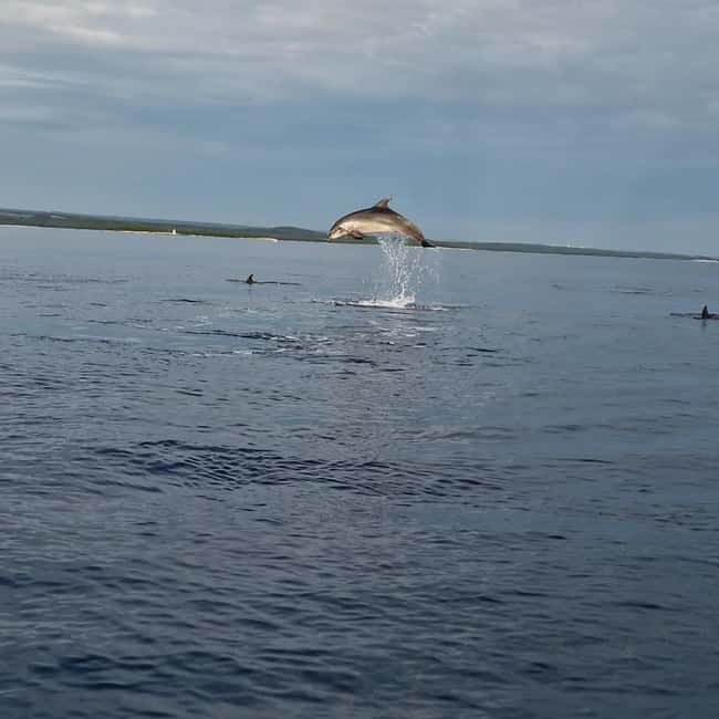 Rovinj: Shared Dolphin and Sunset Tour with Drinks - What’s included: drinks that keep the mood relaxed