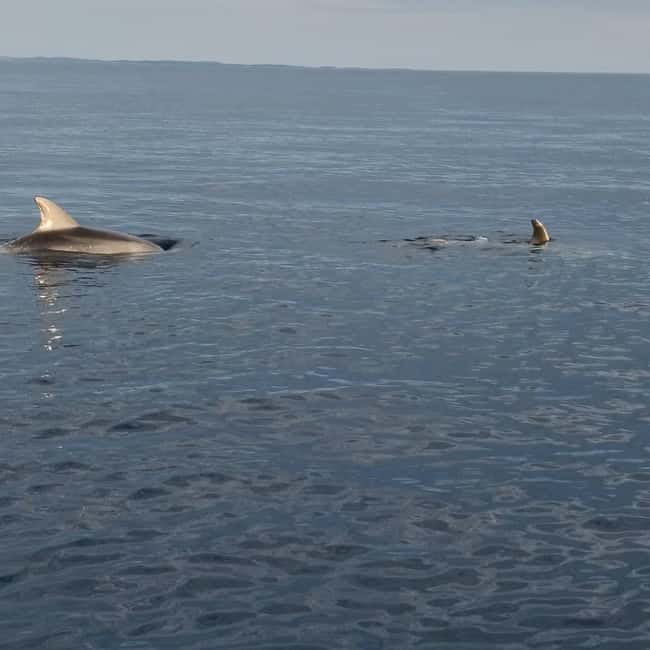 Rovinj: Shared Dolphin and Sunset Tour with Drinks - The skipper’s approach: seeing dolphins from close up